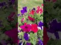 🌺🌸#youtubeshorts #instagram #youtube #nature