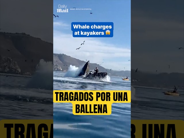 ¿Te puede tragar una ballena? ￼