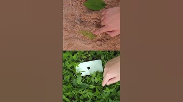 iPhone 11 Vs Samsung S6 Vs Samsung S22 Vs iPhone 14 Pro Max Display Testing #trending