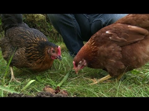 Vidéo: Les Citadins Hanker Pour Les Poules