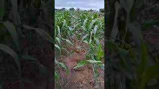 6 weeks in: Maize thriving! Top-dressing, weed control & scouting drive strong growth toward harvest