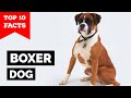 Boxer Dog - Top 10 Facts の動画、YouTube動画。