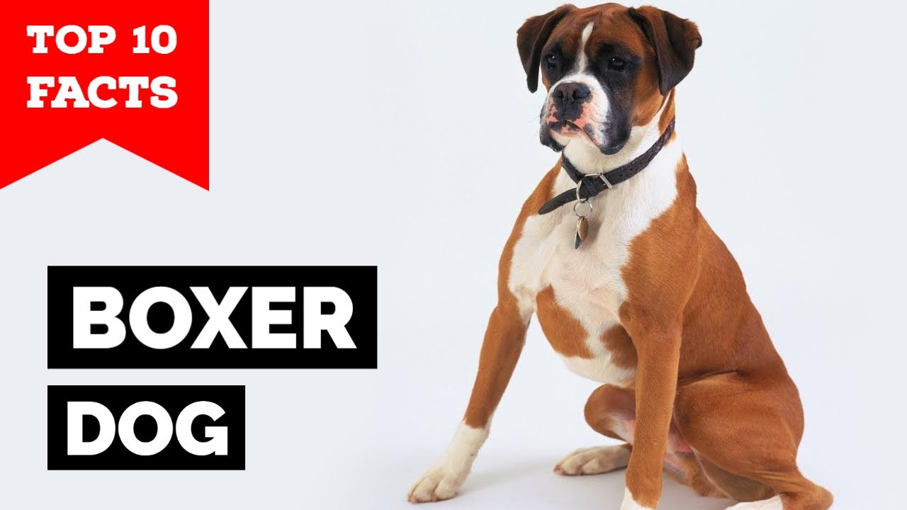 are boxers good protection dogs