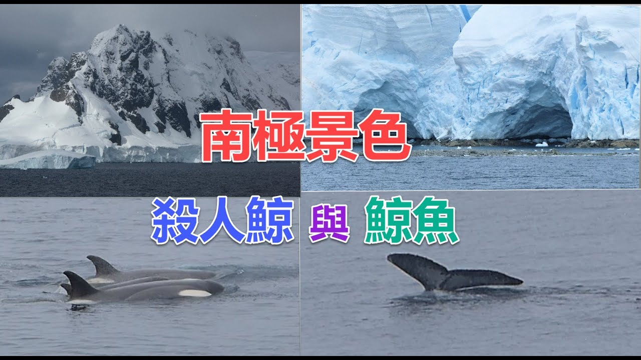 #南極景色 #鯨魚 與#殺人鯨 #南極雪山 #冰川 #冰山 #浩大奇特 #瑰麗 #鯨魚及殺人鯨在郵輪旁邊 #很近觀看