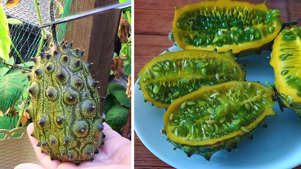 Faire pousser du Kiwano (Melon à Corne) en pot Growing Kiwano Horned