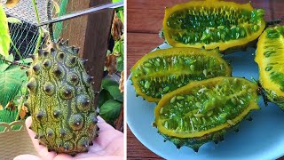 Faire pousser du Kiwano (Melon à Corne) en pot | Growing Kiwano Horned Melons