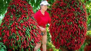 Best 🌶️ Growing Chili trees At Home,How to Grow pepper 🌶️ Easy way