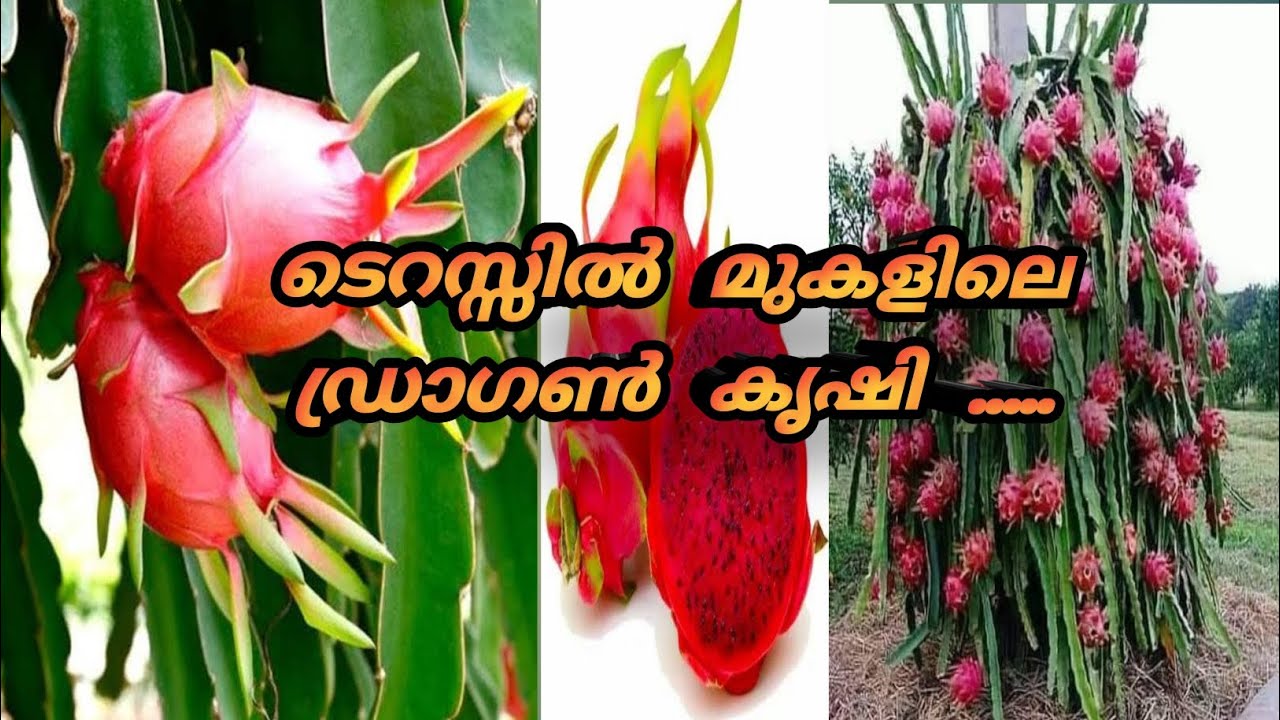 മട്ടുപ്പാവിലെ ഡ്രാഗൺ കൃഷി .....