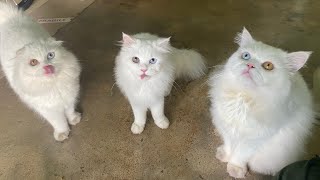 ข้าวต้ม หมูย่าง ลอต้า #แมวเปอร์เซียตา2สี #แมวสก๊อตติชโฟลด์ตา2สี