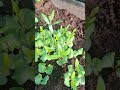 Știe cineva ce "plantuta" e asta? Am pus niște semințe acum ceva timp. #gardening #garden #farming