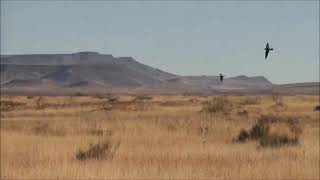 The Best Falconry Video of Them All HD  The Power of The Barbary Falcon by Tanner Schaub.