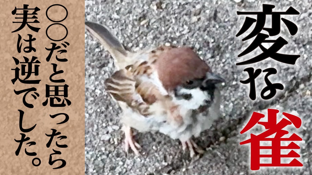 明らかにおかしいスズメ…あなたはこの謎が解けますか? - YouTube