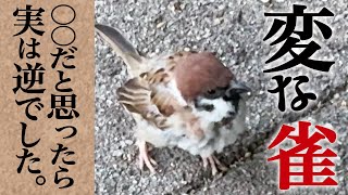 黒色スズメの羽をひらいた、アンテーク蛇口です。羽を開いたスズメです。 明らかにおかしいスズメ…あなたはこの謎が解けますか? - YouTube