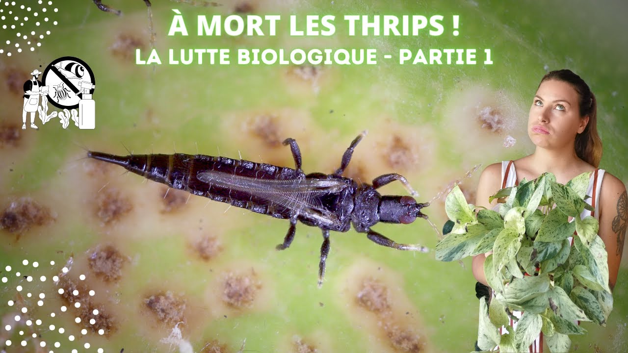 À mort les thrips  ! La lutte biologique - partie 1