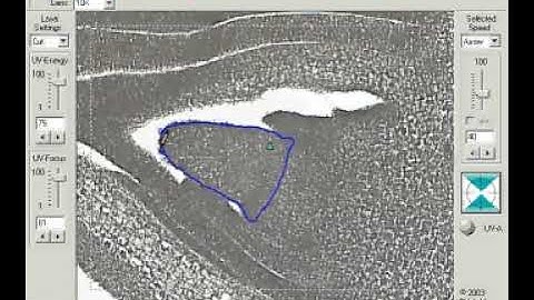 Shoot Apical Meristem (SAM) Laser Microdissection