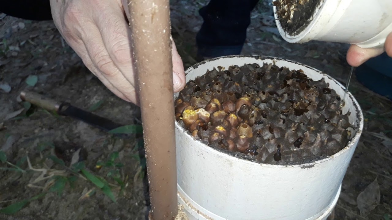COLHEITA DE MEL ABELHA JATAI CAIXA EM PVC = Meliponário Abelhas do Sul =