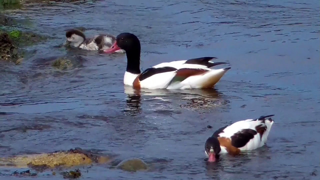 Bird Behaviour 2015 BB1Rev1