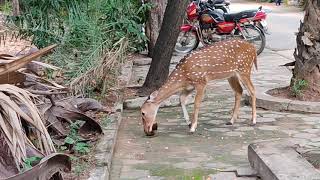 பனைம்பழம் சாப்பிடும் புள்ளிமான் அழகு | Palm fruit Eating female Chital