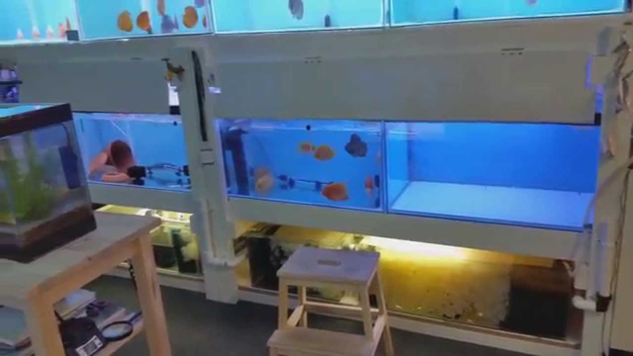 RT Discus Fish House YouTube