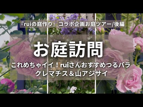 花 rui Rui's Gardening/Rui's Garden Tour, Part 2》Climbing roses