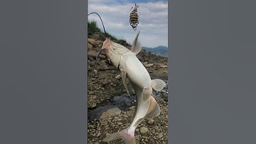 Dùng thẻo câu cá mương,cục mồi lancer để câu cá ngạnh sông đà,cần thủ đã lập nên kỳ tích.#shorts