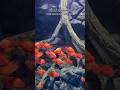 Aquarium Paradise in Bangalore #shorts #bangalore #travel #vlog #aquarium #aquariumparadise