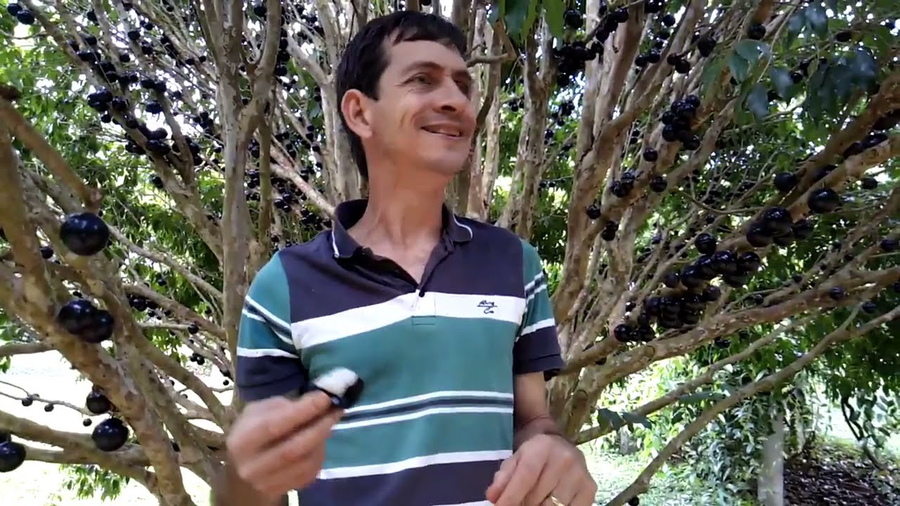 Jabuticaba gigante (Plinia peruviana ou trunciflora)