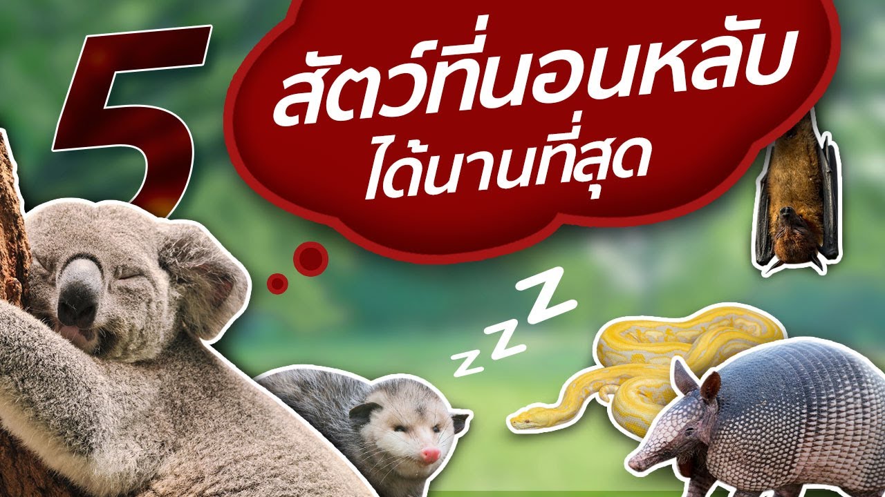 5 อันดับ สัตว์นอนนานที่สุด