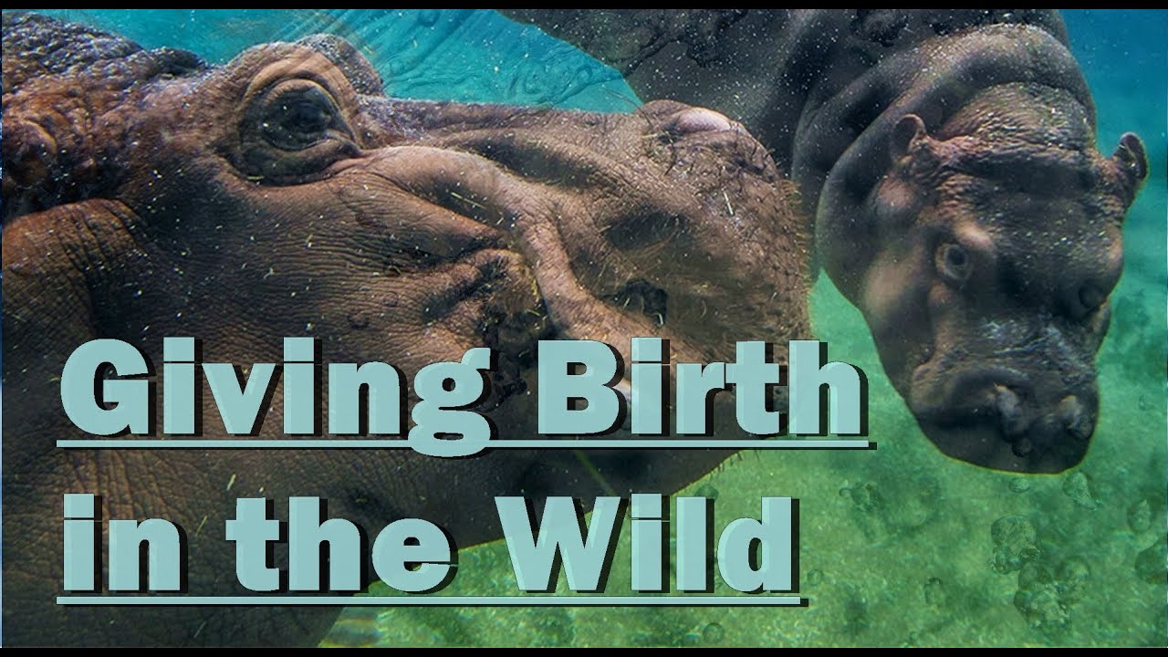 WILD ANIMALS Giving Birth - YouTube
