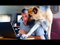 You can't figure it out without a dog! 🐕 Funniest Smart Dog Ever