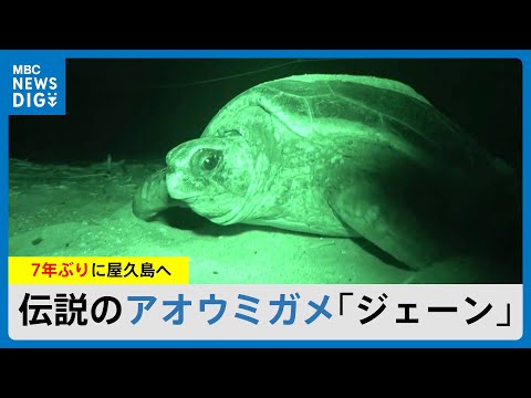 アオウミガメが産卵にやってきた hqdefault.jpg