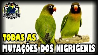 DIFERENTES TIPOS DE AGAPÓRNIS NIGRIGENIS #27