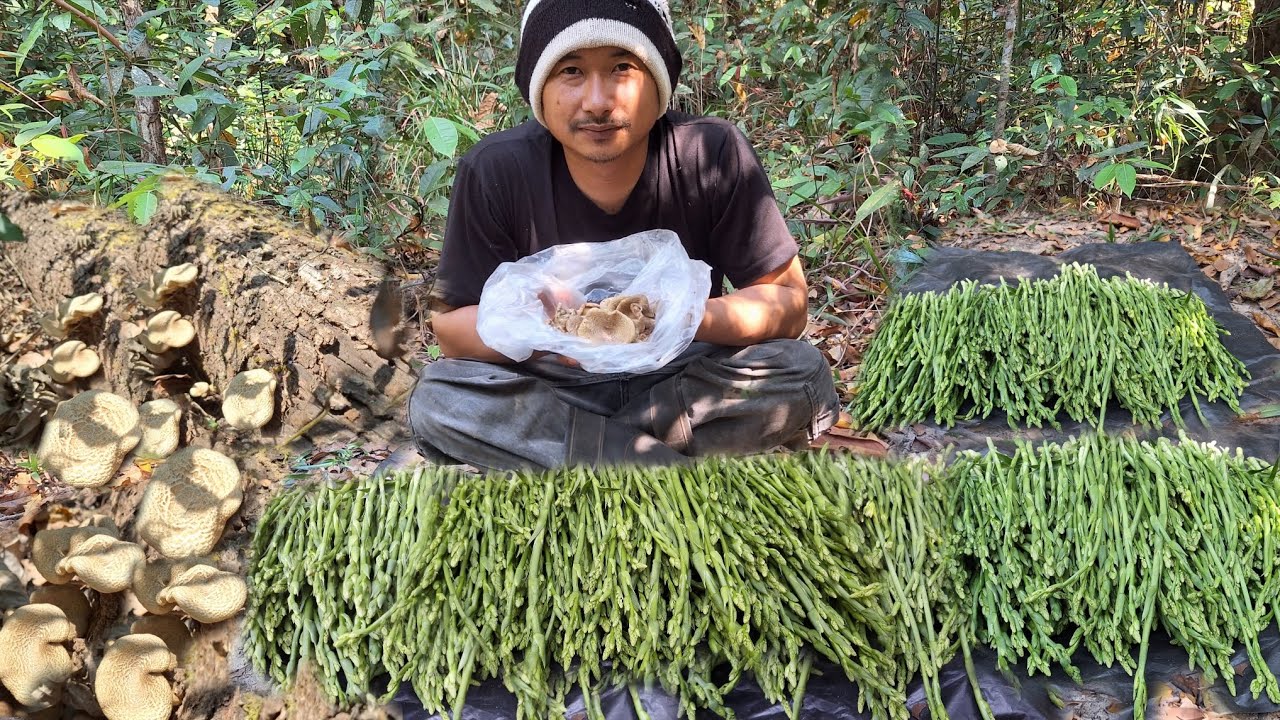 อลังการ!!ดอกคอนแคนออกเยอะมากเต็มดง ว้าวๆเห็ดบดขอนดอกอ่อนๆขาอวบมาก หมานสุดๆกะบุงไม่พอใส่