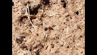 The Death of Fire Ants - 24 hours after feeding. Fire Ants Gone in one day.