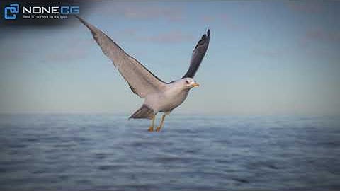 3D Animated Seagull