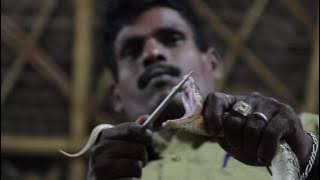 The snake-catching tribe saving lives in India