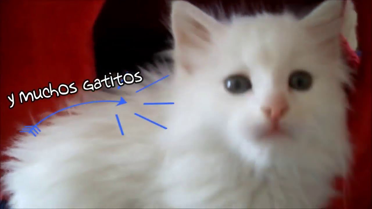 Bienvenidos a AmiGato - Welcome to AmiGato - Bienvenue à AmiGato 🐱