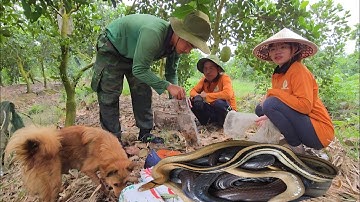 Đi Săn Được 2 Loại Rắn Về Nướng Cây Mía, Cha Con Lai Rai Thêm Vài Ly Thiệt Ngon..| ONMT #Tập 142