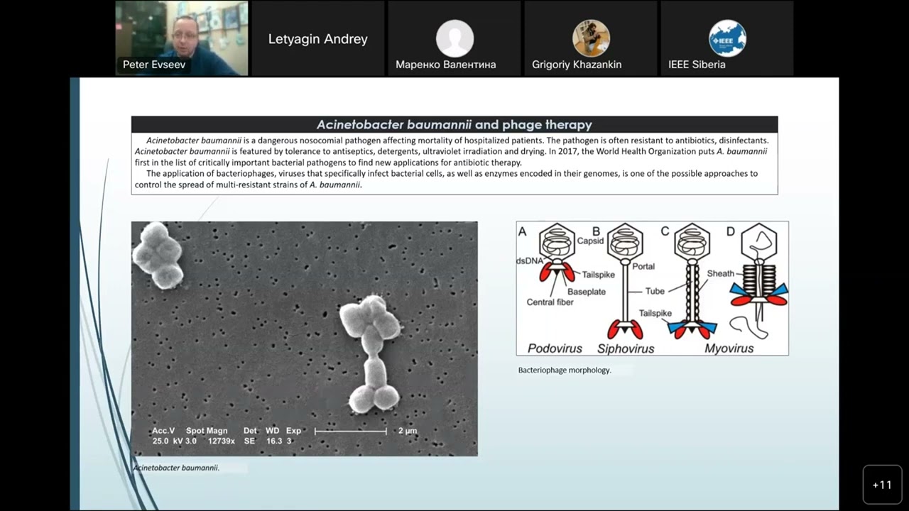 П. Евсеев Новый фаг Acinetobacter Cato: литический миовирус, содержащий диполимеразу хвостовых шипов