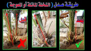 عدل النخلة المائلة أو المعوجة بكل سهولة في خطوتين  - How to adjust the oblique palm tree