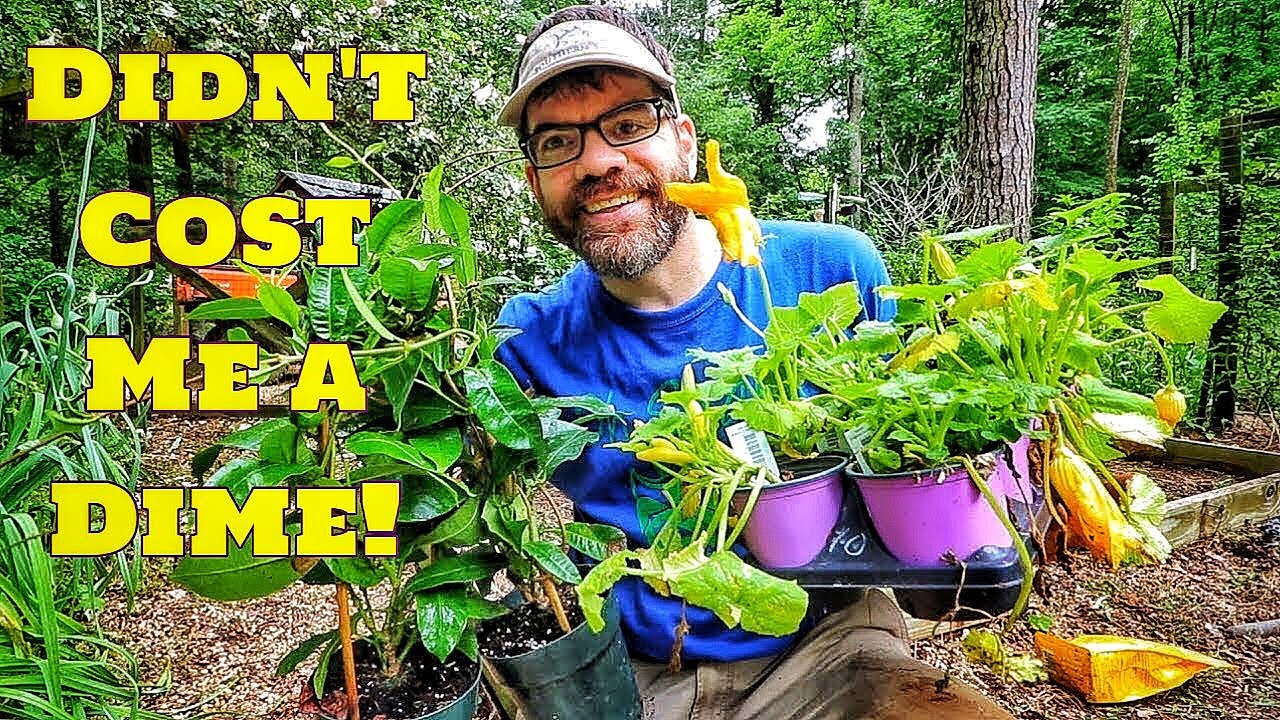 squash recipes FREE PLANTS! (How We Got FREE Plants & Veggies)