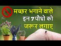 इन 7 पौधो को लगाये और मच्छर दूर भगाये। Mosquito Repellent Plants Indoor India