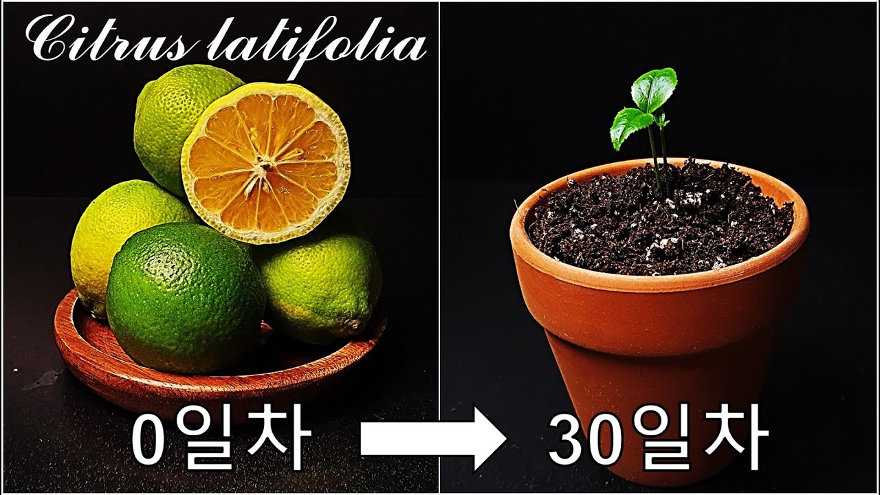 라임을 키우는 간단한 방법｜페르시안 라임 키우기｜교잡종 라임 키우기｜키 라임과 레몬｜씨앗부터 라임 나무 키우기｜How to ...