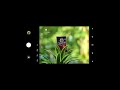 lensa buat foto bokeh di hp