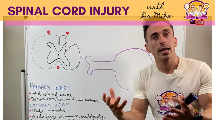 Spinal Cord Injury | What happens in the spinal cord after injury?