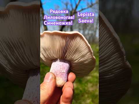 Гриб- СИНЕНОЖКА.Рядовка Лиловоногая.Lepista Saeva.Blue Stem Mushroom! #апрель 2024 #mushroom #грибы