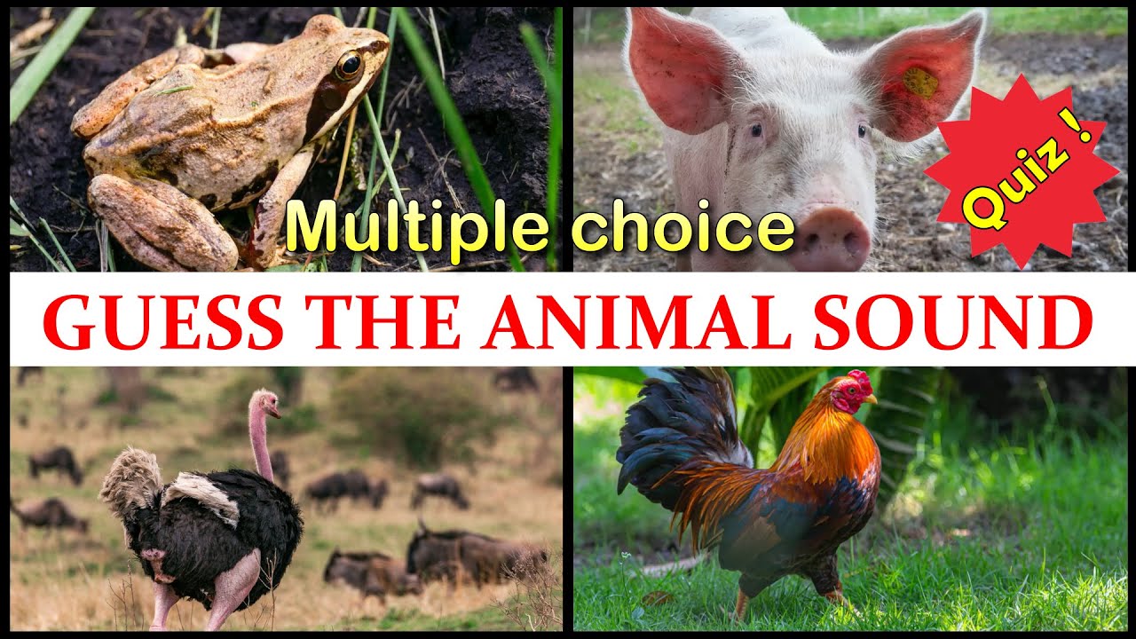 Guess The Animal Sound Game 20 Animal Sounds Quiz Multiple Choice #5