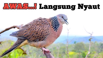 Tekukur Kuk 2 - Suara Paling Gacor Terbukti Ampuh Untuk Pikat & Pancingan