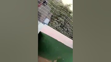 Balcony Anti  Bird Netting Services in Gurgaon Delhi NCR