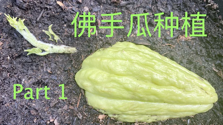 【种菜】佛手瓜种植问答一：育苗播种｜How To Grow Chayote Q & A Part 1 - 天天要闻